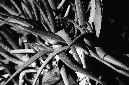 _DSC4178%20(1)