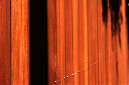 _DSC4196%20(1)