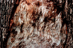 _DSC5006%20(1)