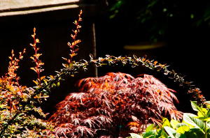 _DSC5144%20(1)