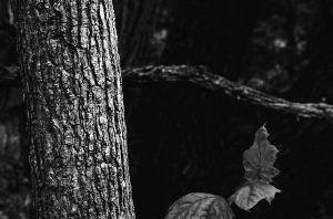 _DSC5202%20(1)
