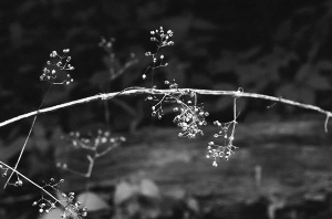 _DSC5219%20(1)