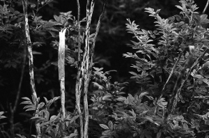 _DSC5255%20(1)