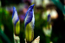 _DSC5060%20(1)