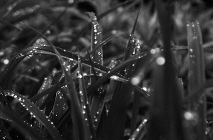 _DSC5987%20(1)
