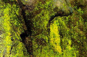 _DSC6052%20(1)