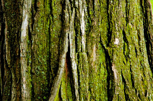 _DSC6083%20(1)