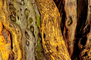 _DSC6098%20(1)
