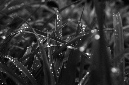 _DSC5987%20(1)