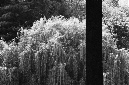 _DSC6050%20(1)