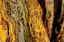 _DSC6098%20(1)