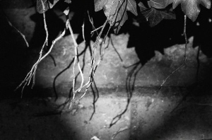 _DSC6258%20(1)