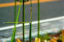 _DSC6197%20(1)