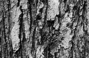 _DSC6327%20(1)