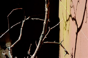 _DSC6337%20(1)
