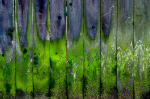 _DSC7219%20(1)