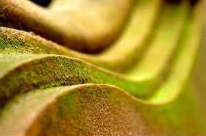 _DSC7226%20(1)