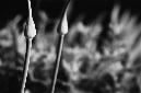 _DSC7115%20(1)