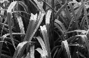 _DSC7152%20(1)