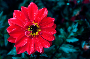 _DSC7522%20(1)