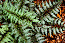 _DSC7382%20(1)