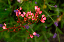 _DSC7433%20(1)