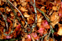 _DSC7515%20(1)