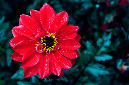 _DSC7522%20(1)