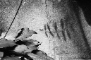 _DSC8929