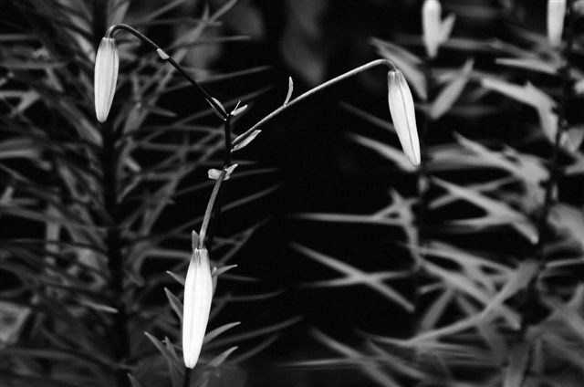 _DSC0032%20(1)