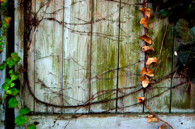 _DSC0039%20(1)