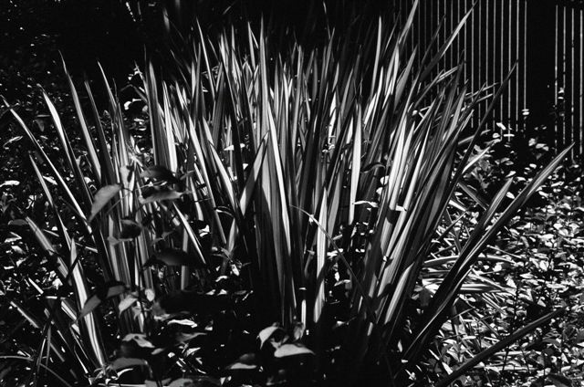 _DSC0127%20(1)