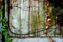 _DSC0039%20(1)