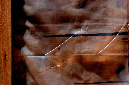 _DSC0263%20(1)