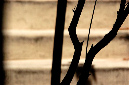 _DSC0364%20(1)
