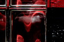 _DSC0384%20(1)