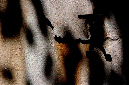 _DSC0446%20(1)