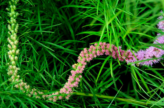 _DSC0523%20(1)