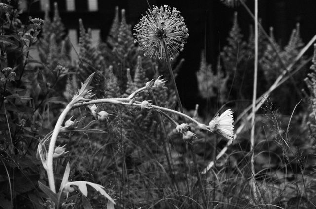 _DSC0528%20(1)