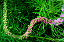 _DSC0523%20(1)