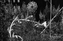 _DSC0528%20(1)