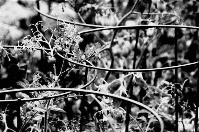 _DSC1115%20(1)