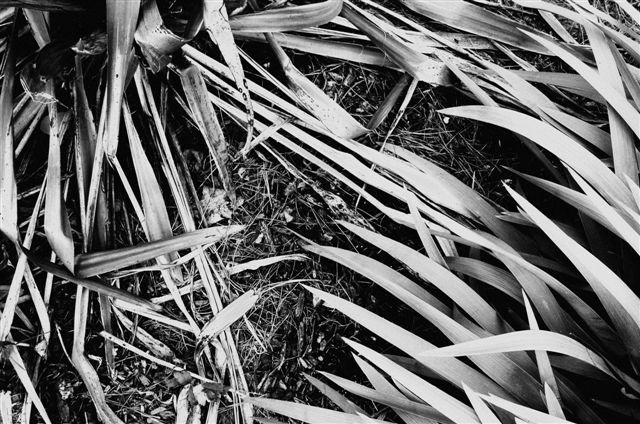 _DSC1187%20(1)