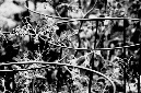 _DSC1115%20(1)