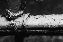 _DSC1452%20(1)