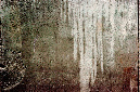 _DSC1525%20(1)