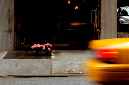 _DSC1571%20(1)