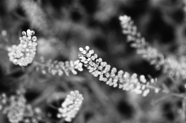 _DSC1613%20(1)