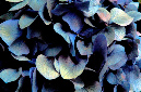 _DSC1608%20(1)