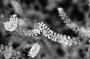 _DSC1613%20(1)